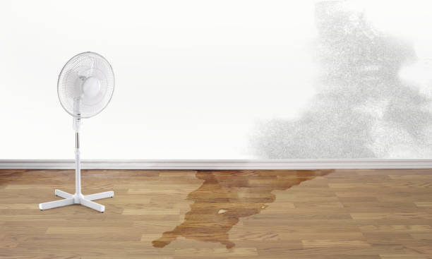 Best Mold removal after water damage  in Ponca City, OK